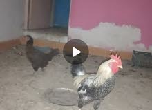 للبيع ديج ودجاجه للبيع ديج ودجاجه