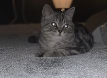 beautiful American shorthair male for mating للنزاوج فقط beautiful American shorthair male for mating للنزاوج فقط