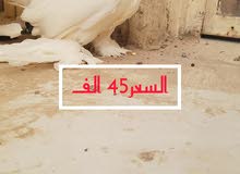 دمكش روسي فحل دمكش روسي فحل