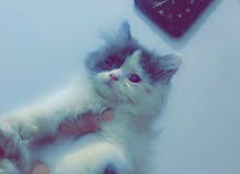 ذكر هاف بكي عمر شهرين ذكر هاف بكي عمر شهرين