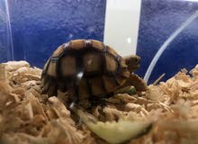 turtles turtles