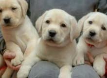 Golden Retriever Golden Retriever