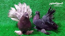 حمام زينه عرايس للبيع حمام زينه عرايس للبيع