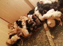 افراخ عرب افراخ عرب