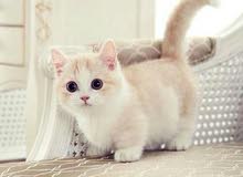 مطلوب Munchkin cat انثى الدفع عند الاستلام مطلوب Munchkin cat انثى الدفع عند الاستلام