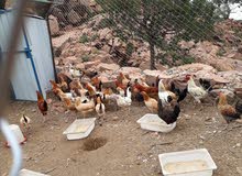 دجاج بلدي دجاج بلدي
