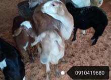 نعاج خرطوميات نعاج خرطوميات