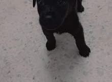 Chiot labrador retriever Chiot labrador retriever
