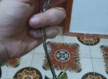 مداليه فاس مداليه فاس