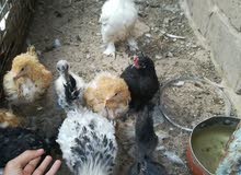 دجاجات دجاجات