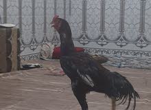 ديج او دجاجه هنديات ديج او دجاجه هنديات