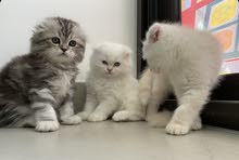 Scottish fold long hair playful and trained