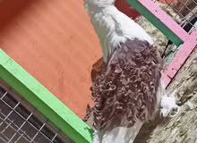 زوج فحله نكرو لبيع المكان بصره ابو الخصيب زوج فحله نكرو لبيع المكان بصره ابو الخصيب