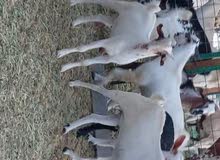 ماعز بيشي ماعز بيشي