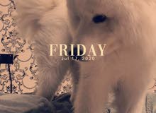 سامويد بيور للتزاوج (ذكر) - Samoyed Pure Mating (male) سامويد بيور للتزاوج (ذكر) - Samoyed Pure Mating (male)