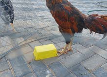 ديك باكستاني سندي ديك باكستاني سندي
