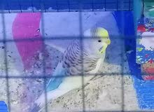 طيور الحب نثايه طيور الحب نثايه