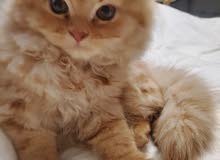 Persian British kitten (Male) Persian British kitten (Male)