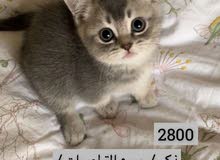 قط سكوتش فولد قط سكوتش فولد