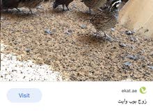 فري امريكي بوب وايت العدد الكميه محدودة فري امريكي بوب وايت العدد الكميه محدودة