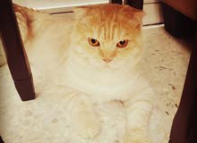 قط سكوتش فولد للتزاوج _ SCOTTISH FOLD FOR MATING قط سكوتش فولد للتزاوج _ SCOTTISH FOLD FOR MATING
