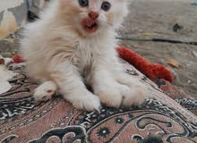 . خلاص ابتاعن . خلاص ابتاعن