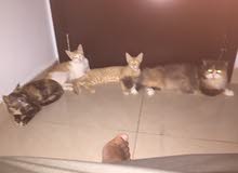 قطه البيت قطه البيت