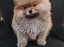 Pomeranian male teddy bear Pomeranian male teddy bear