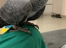parrot parrot