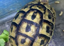Turtles/Tortoise Available in rak السلاحف المتاحة Turtles/Tortoise Available in rak السلاحف المتاحة