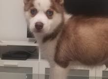 pure husky 55 days only pure husky 55 days only
