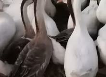 وز كوبره وز كوبره
