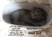 بيبي سكوتش فولد أنثى بيبي سكوتش فولد أنثى