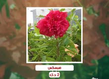 hibiscus red - هبسكس احمر hibiscus red - هبسكس احمر
