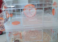 hamster cage 120 AED and hamster is for free its a amazing offer!!! hamster cage 120 AED and hamster is for free its a amazing offer!!!