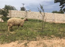 نعجتين و خروف نعجتين و خروف