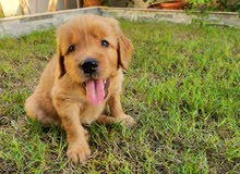 Golden Retriever Puppy Golden Retriever Puppy