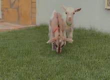 ماعز قزمي ماعز قزمي