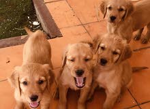 Golden retriever Golden retriever