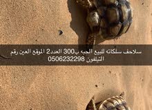 Turtels for sale sulcata when the becom 2years the will become big there age is