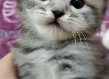 45 days mix british kitten for sale 45 days mix british kitten for sale
