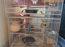 3 pairs of budgies and 1 pair of finches for rehome 3 pairs of budgies and 1 pair of finches for rehome