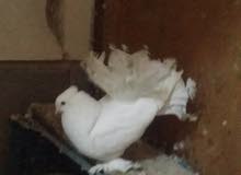 فحل عروس فحل عروس