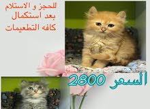 امريكان كيرل للحجز امريكان كيرل للحجز