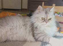 قطة شيرازي مون فيس للبيع