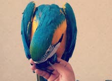 شحن حيوانات شحن حيوانات