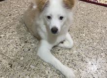 pom spitz pom spitz