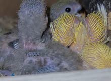lovebird chicks for sale