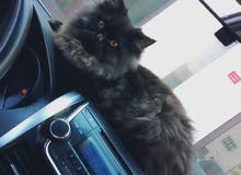قطه انثي قطه انثي