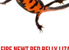 water lizard water lizard